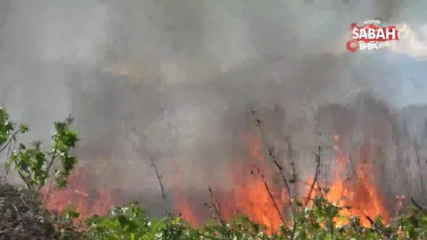Antalya'da kargılık yangını: Alevler metrelerce yükseldi | Video