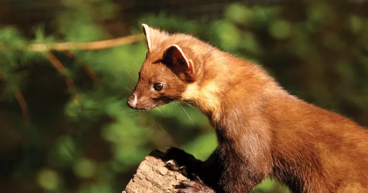 İstanbul’da sansar alarmı