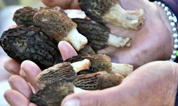 Kuzugöbeği’nin kilosu el yakıyor