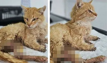 Kayseri'de 3 ayağı kesilmiş halde bulunan kedi öldü #kayseri