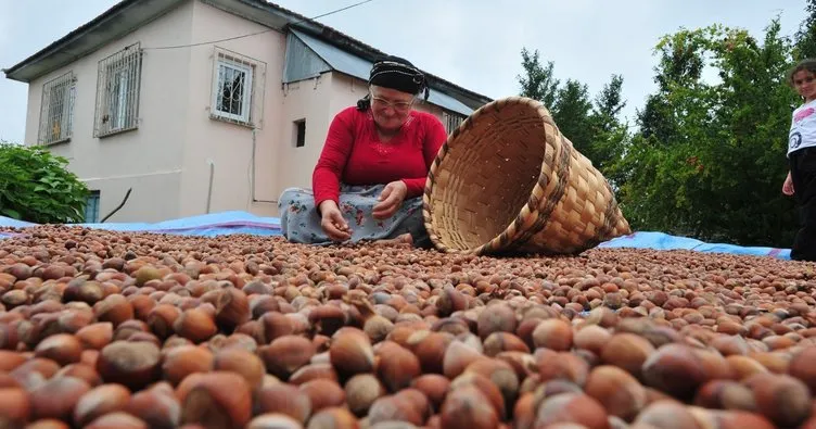 Dünya Fındık Haftası!