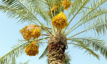 O ülkede Kur’an Botanik Bahçesi kuruldu