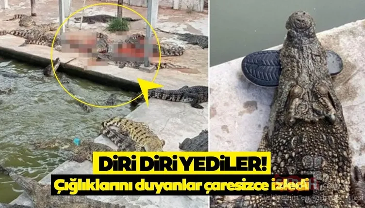 Tam 40 tane timsahın arasında kaldı! Yaşlı adamı diri diri yuttular, geriye sadece terliği kaldı…