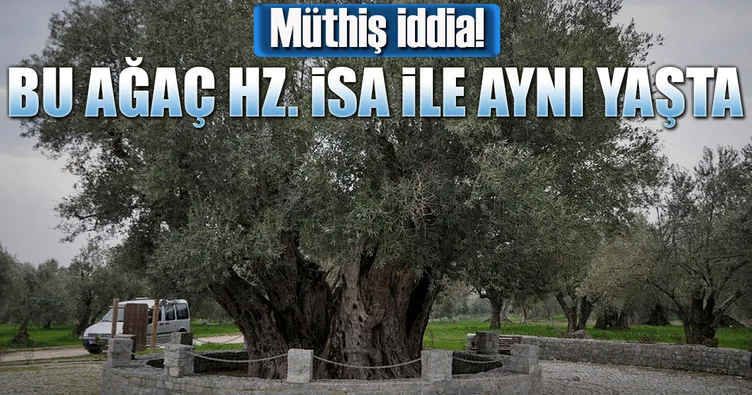 ‘Bu ağaç Hz. İsa ile yaşıt’ iddiası