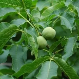 Mersin çay yemek iş ilanları