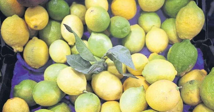 Turunçgil ihracatını limon sırtlıyor