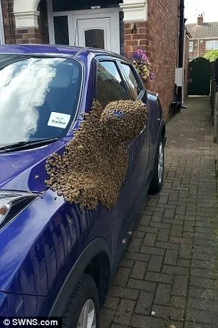 İngiltere’de bir arabaya binlerce arı üşüştü