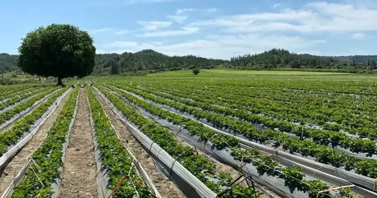 Hibelerle 70 milyon euro yatırım