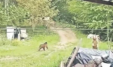 Bahçesine giren ayıları bağırarak kovaladı