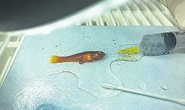 Bir gramlık Japon balığına ameliyat