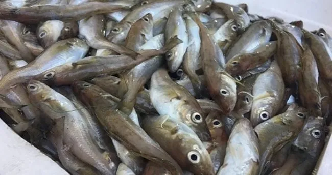 Mezgit Dip Balığı Mı? Mezgit Derin Su Balığı Mıdır, Yüzeyde Olur Mu?