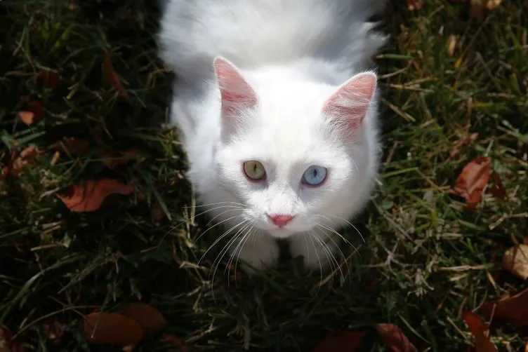 Van kedisi Su en güzel kedi seçildi