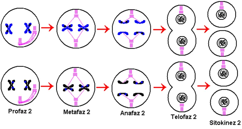 Mayoz Ve Mitoz Bolunme Nedir Arasindaki Farklar Nelerdir Egitim Haberleri