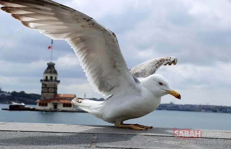 İstanbul sokaklarından muhteşem fotoğraf kareleri