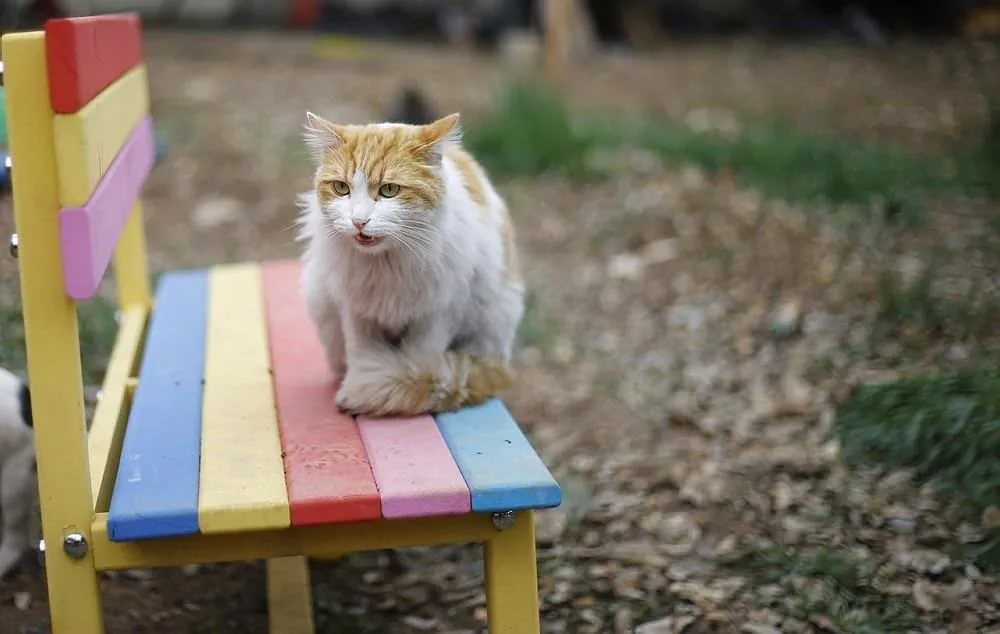 �Mandıra Filozofu�ndan etkilendi, kedi köyü kurdu FotoHaber Yaşam
