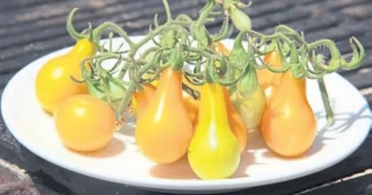 Ampul domates görenleri şaşırtıyor