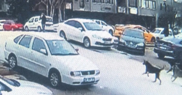 Ankara’da başıboş köpek vahşeti! 9 sokak köpeği birden saldırdı