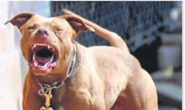 Pittbull Besleyene Ceza Kesildi Ankara Baskent Haberleri