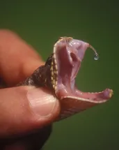 Bilim dünyasını şaşırtan deney: Yılan ısırıkları panzehir olabilir