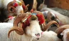 Kurban Bayramı ne zaman, hangi günlere denk geliyor? 2026 Kurban Bayramı tatili