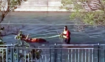 Son dakika: Adana’da su kanalında ilerleyen at arabası fenomen oldu