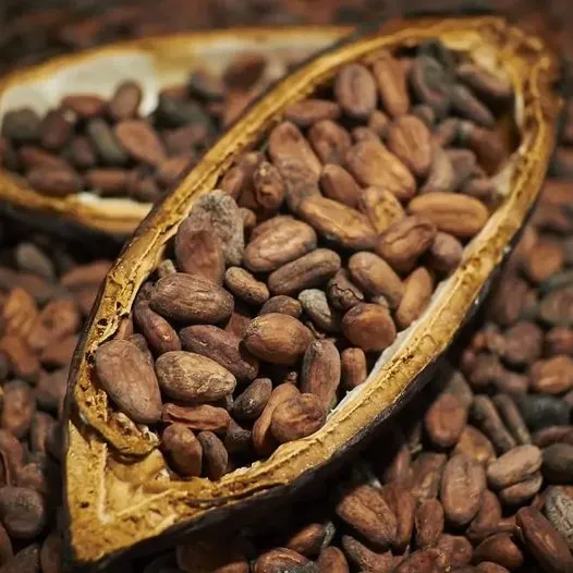Kakao fiyatlarında tüm zamanların en hızlı düşüşü