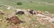 Gümüşhane’de dolu felaketi! 19 hayvan telef oldu