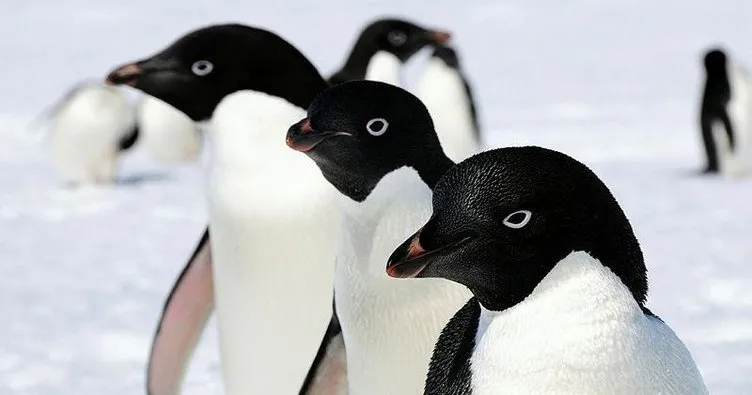 Antarktika’da kıtlık penguenleri öldürüyor