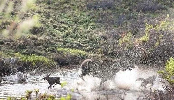 Hayvanların vahşi dünyası