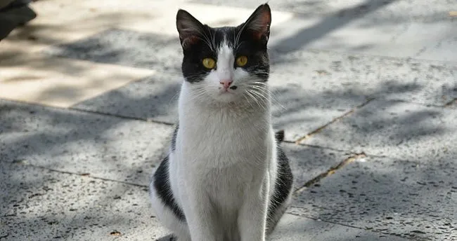Abd De 3 Bin Yavru Kedi Olduruldu Amerika Haberleri