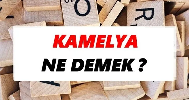 Kamelya Ne Demek? TDK’ya Göre Kamelya Sözlük Anlamı Nedir?