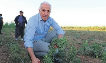 Akdeniz Belediyesi’nden organik tarımda atak