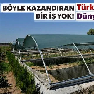 Sülüklerin tanesi 82 liraya satılıyor! Böyle bir iş yok
