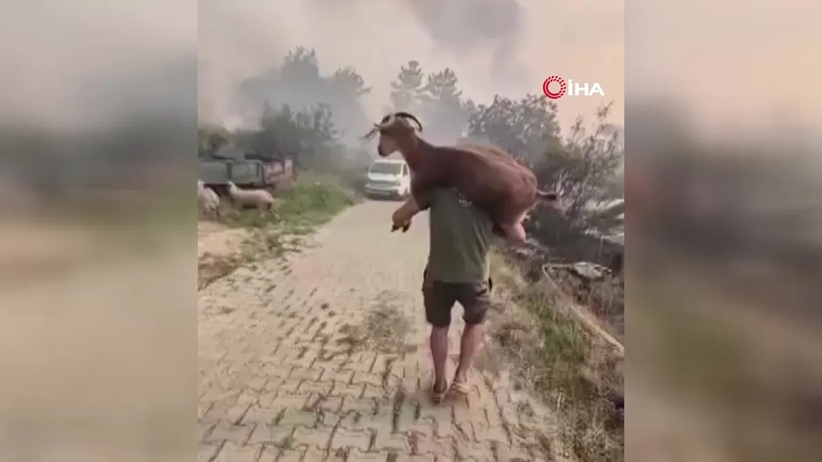 Muğla’da alevlerin arasından kurtardığı keçiyi sırtında taşıdı | Video videosunu izle Muğla’da alevlerin arasından kurtardığı keçiyi sırtında taşıdı | Video videosunu izle