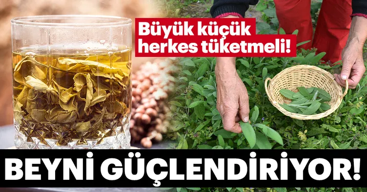 Adaçayı faydaları ile şaşırtıyor! Bakın mucizevi bitki adaçayı neye iyi gelir...