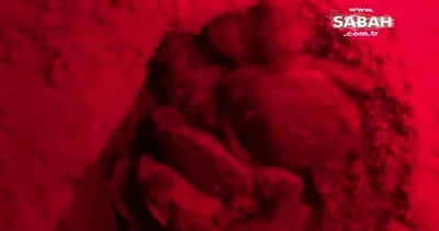 Amazon Nehri’nde kaplumbağa seli | Video