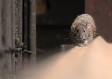 Bu şehirde insandan çok fare yaşıyor! Dehşete düşüren görüntüler: Onların yediklerini yiyorlar!