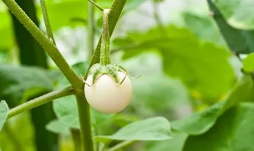 Farklı bir lezzet yumurta çiçeği beyaz patlıcan faydaları ile şaşırtıyor!