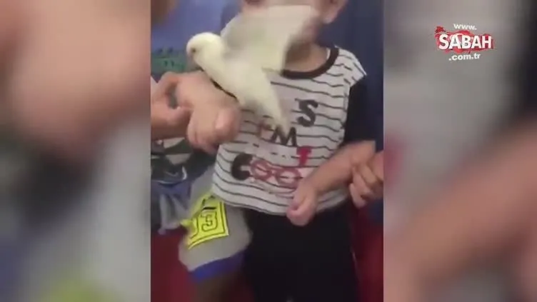 Küçük çocuk kuşu severken yedi!