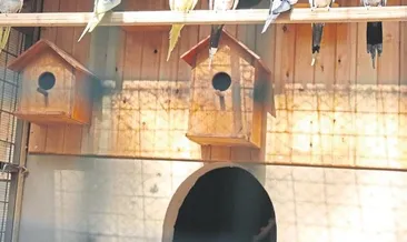 Aşık ile Maşuk büyük ilgi çekti