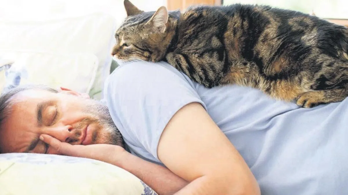 Evcil hayvanlar sahipleriyle gömülebilecek – Son Dakika Haberler Evcil hayvanlar sahipleriyle gömülebilecek – Son Dakika Haberler