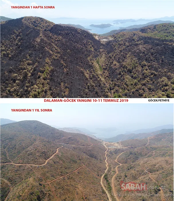 Muğla'da yanan alanlar tekrar yeşeriyor