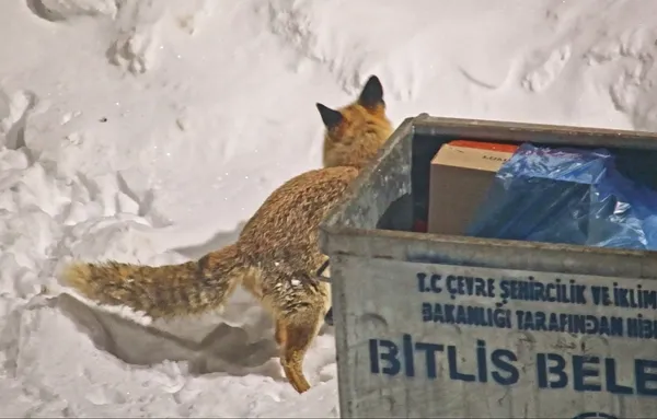 cetin-kis-yaban-hayatini-olumsuz-etkiliyor-1771396006499.jpg