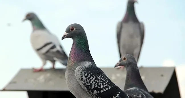 Uruguay ordusu posta güvercini yetiştiriyor