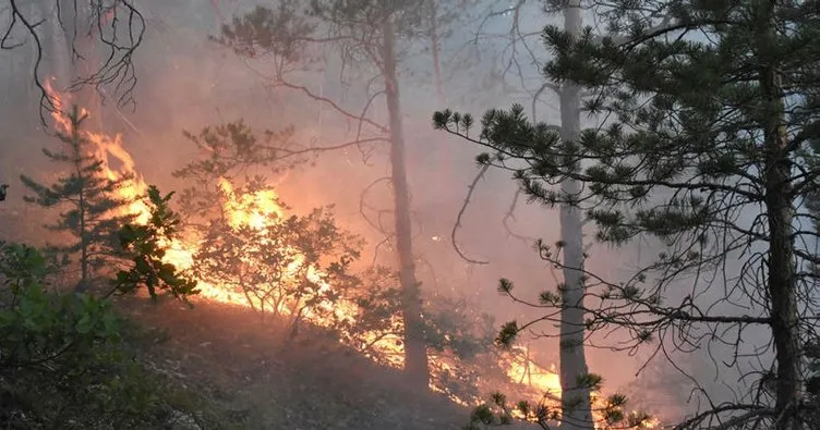 Sivas’ta orman yangını!