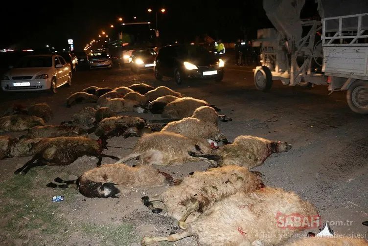 Başıboş köpeklerin saldırdığı 7 koyun öldü