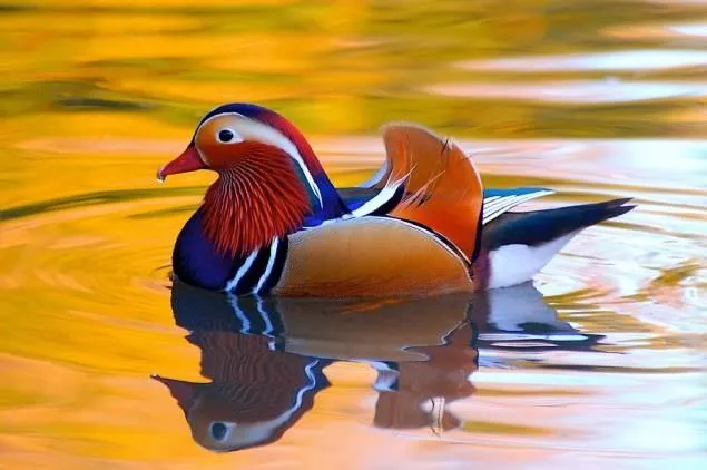 Sadakat ve sevginin sembolü mandarin ördekleri