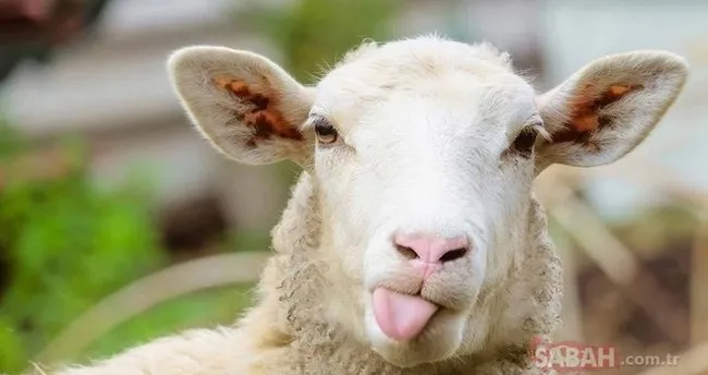 Kurban Bayrami Mesajlari Ile Yakinlarinizi Hatirlayin Resimli Uzun Kisa Ve Anlami Bayram Mesajlari 31 Temmuz 2020 Cuma En Son Haber