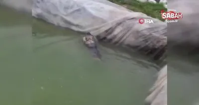 Havuza düşen kangal köpeğini, kardeşi kurtardı...O anlar kamerada | Video