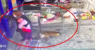 SON DAKİKA: Ankara’da pitbull köpeği dehşeti! Kucaktaki 2,5 yaşındaki kız çocuğunu böyle kaptı... | Video